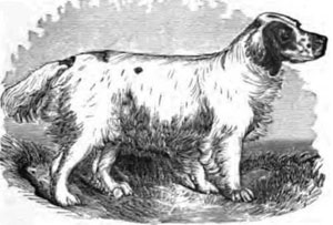 Bruce, circa 1880, as
illustrated in Stonehenge’s The Dogs of Great Britain