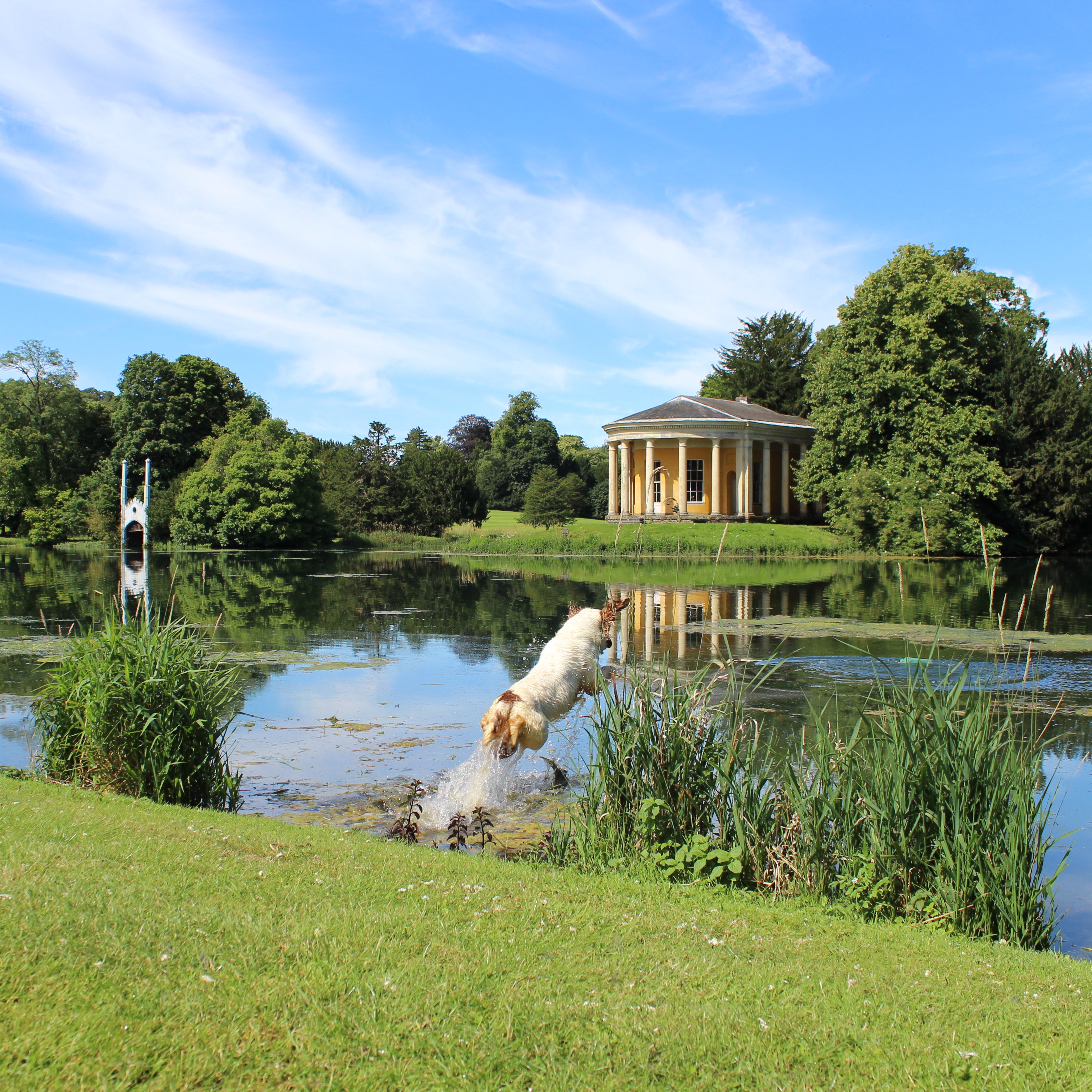 Clumber spaniel jumping into water