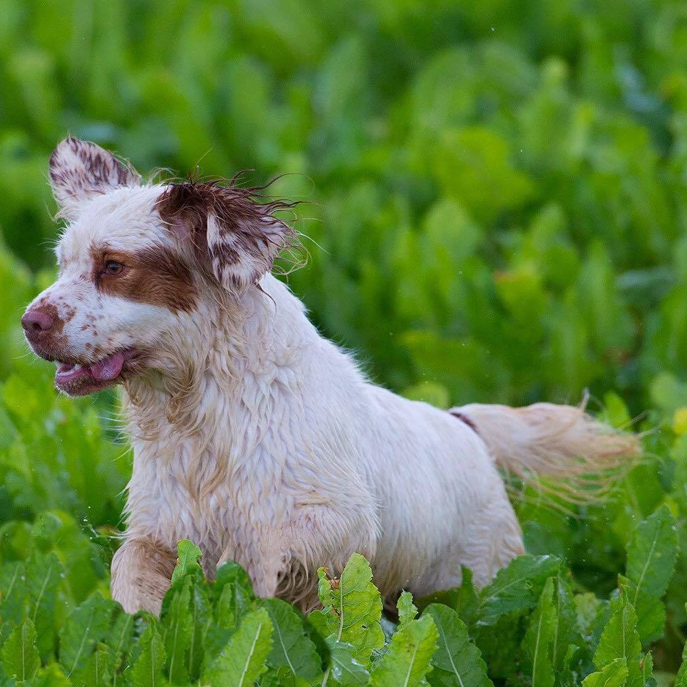 Clumber jumping in vegetation