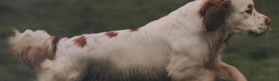 Clumber spaniel running