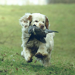 Clumber spaniel retrieving wood pigeon