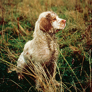 Rather wet Clumber spaniel sitting