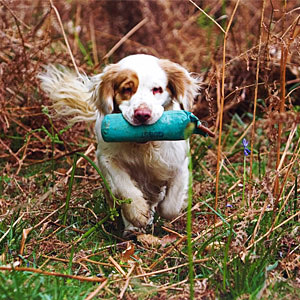 Clumber spaniel retrieving dummy