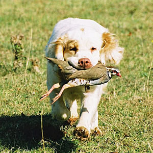 Clumber spaniel retrieving partridge