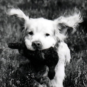 Clumber spaniel retrieving bird in mouth