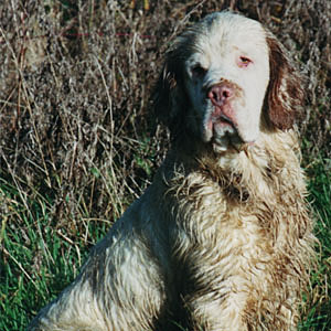 Clumber spaniel looking at camera