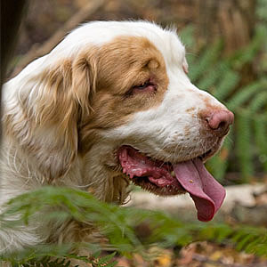 Clumber spaniel panting