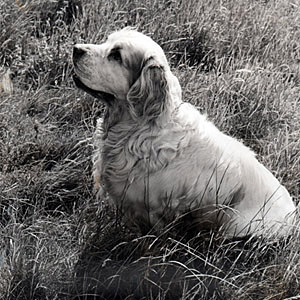 Clumber
                  spaniel sitting