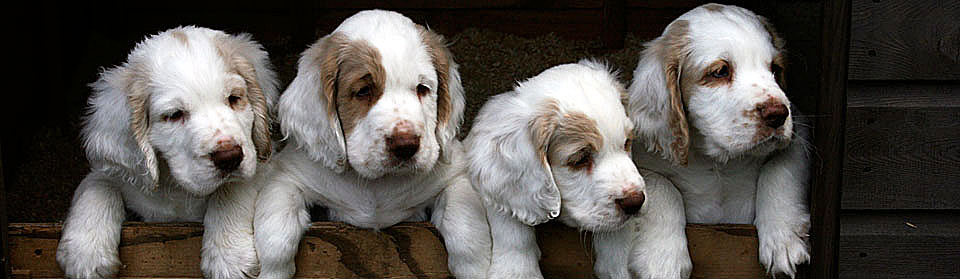 Four older Clumber puppies over a low door