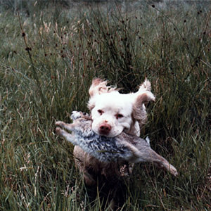 Clumber retrieving rabbit