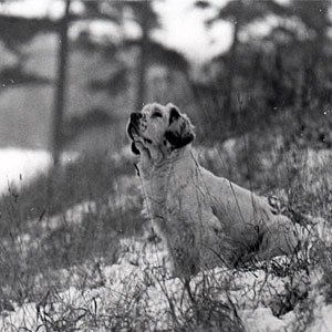 Clumber spaniel sitting in snow