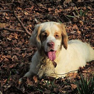 Clumber Spaniel, Bella, on leaves