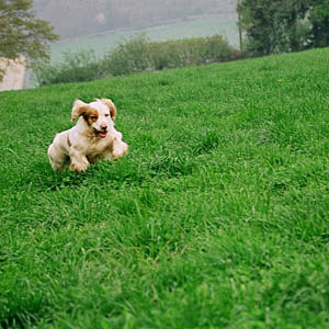 Clumber Spaniel, Hal, hunting