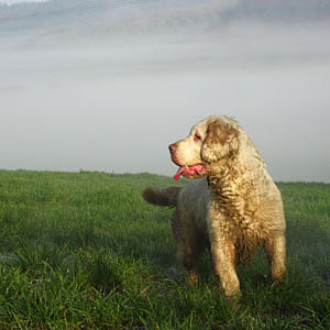 Clumber Spaniel, Ros, at Pond Farm