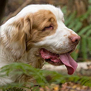 Clumber Spaniel close up profile